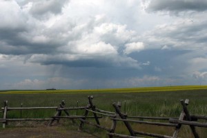 Canola Field Farm