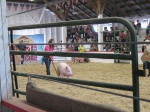 I wish we coulda heard what the kids were saying to their pigs.