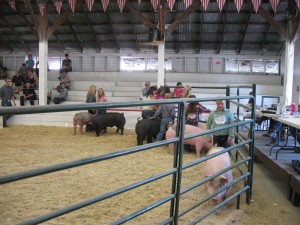 The swine love to jam into the corner and FIGHT!