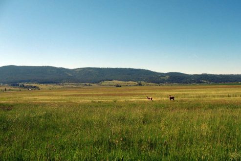 Alfalfa Field with White Tail Deer