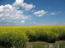 Canola Field