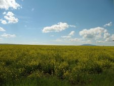 Canola Fields