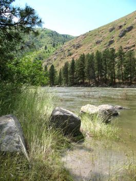 Slate Creek Salmon River