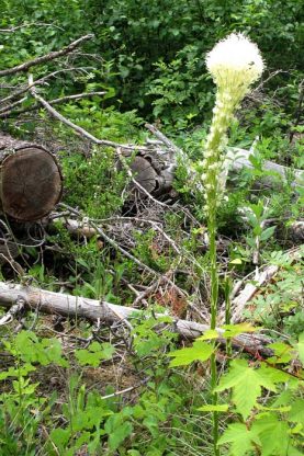 Bear Grass