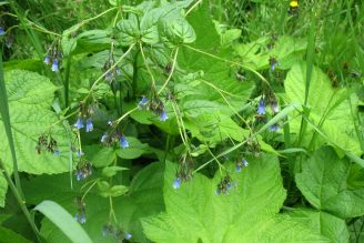 Blue Bell Flowers