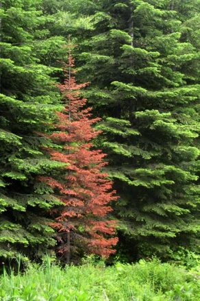 Brown Tree