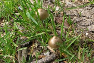 Fairy Ring Mushroom