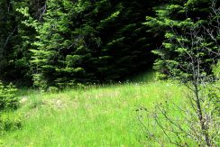Meadow