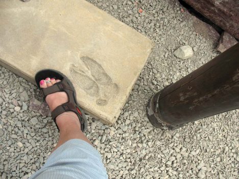 Moose Foot